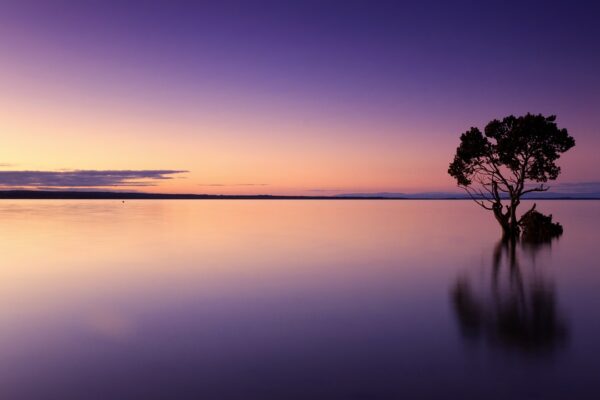 sunset, tree, water