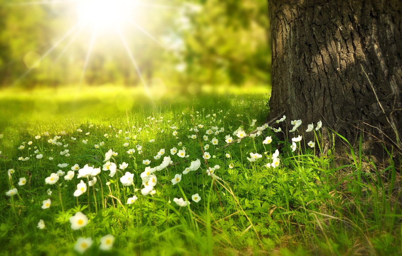 flowers, beautiful flowers, flower background