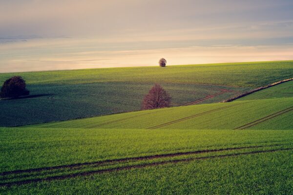 land, outdoors, meadow