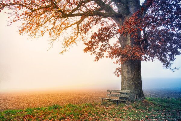 tree, park bench, free wallpaper