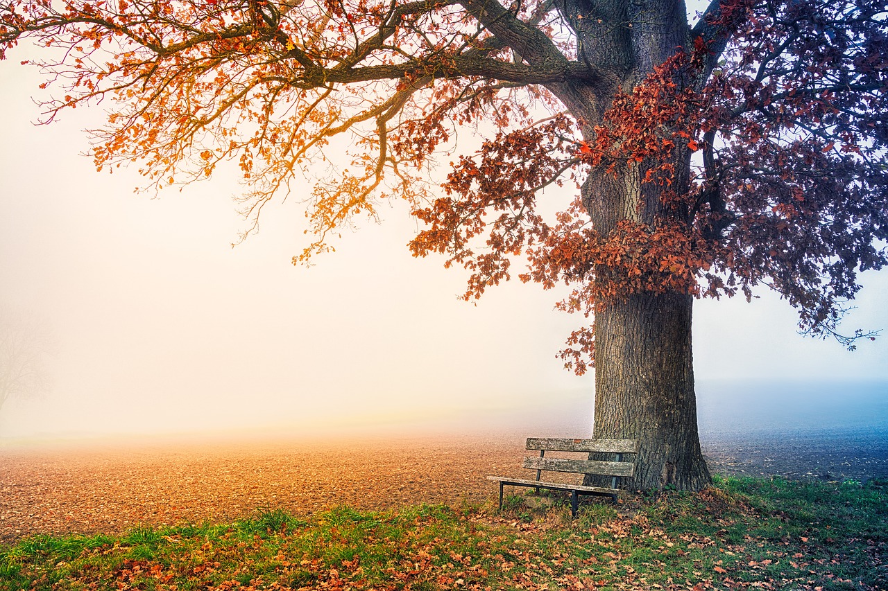 tree, park bench, free wallpaper