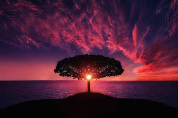 tree, sunset, clouds