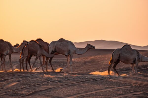 A group of camels walking across a desert