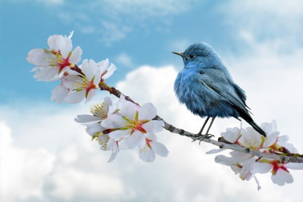 bird, blue, clouds