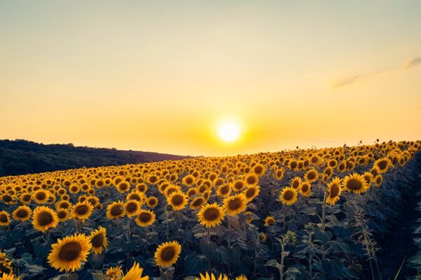 sunflowers, nature wallpaper, hd wallpaper