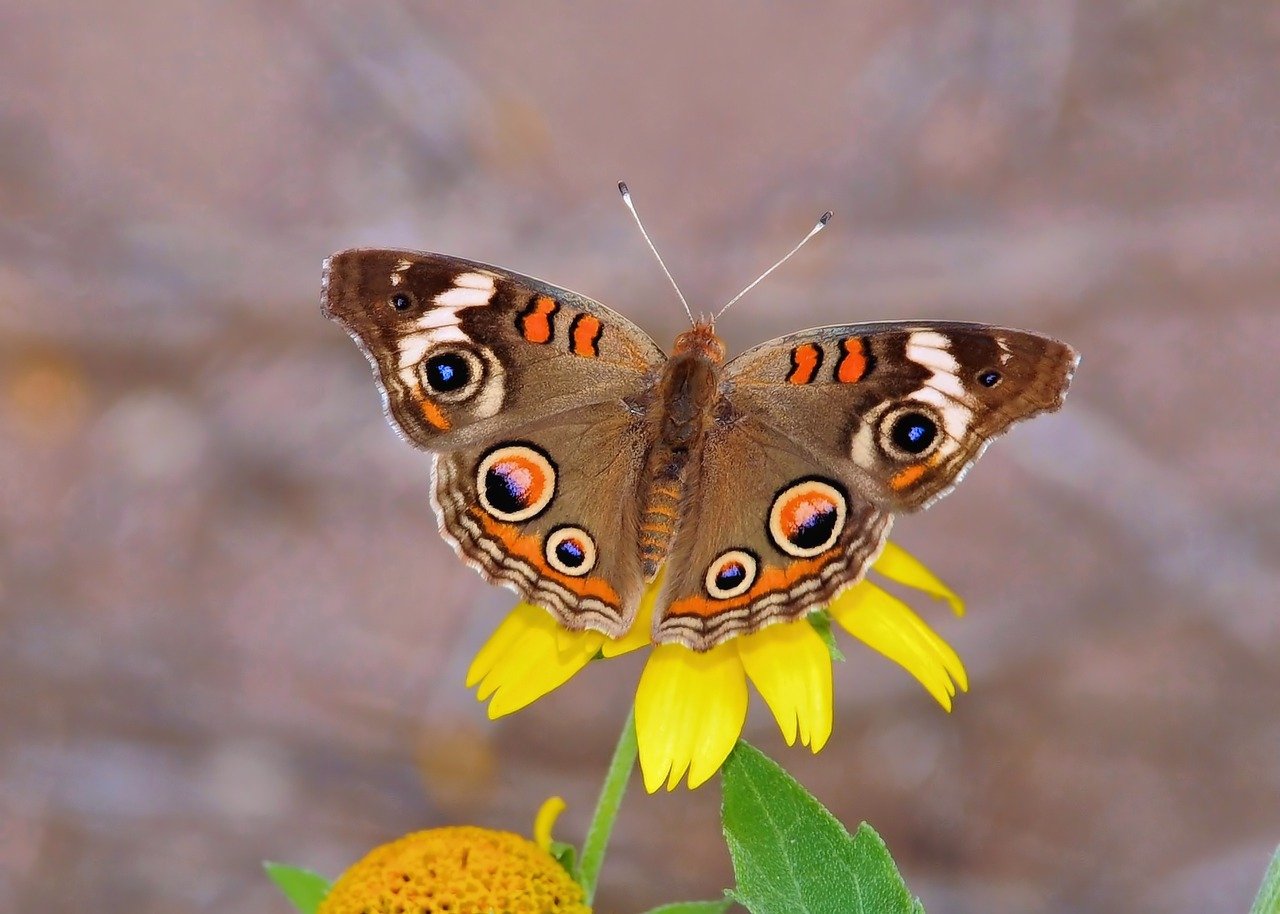 butterfly, insect, wings