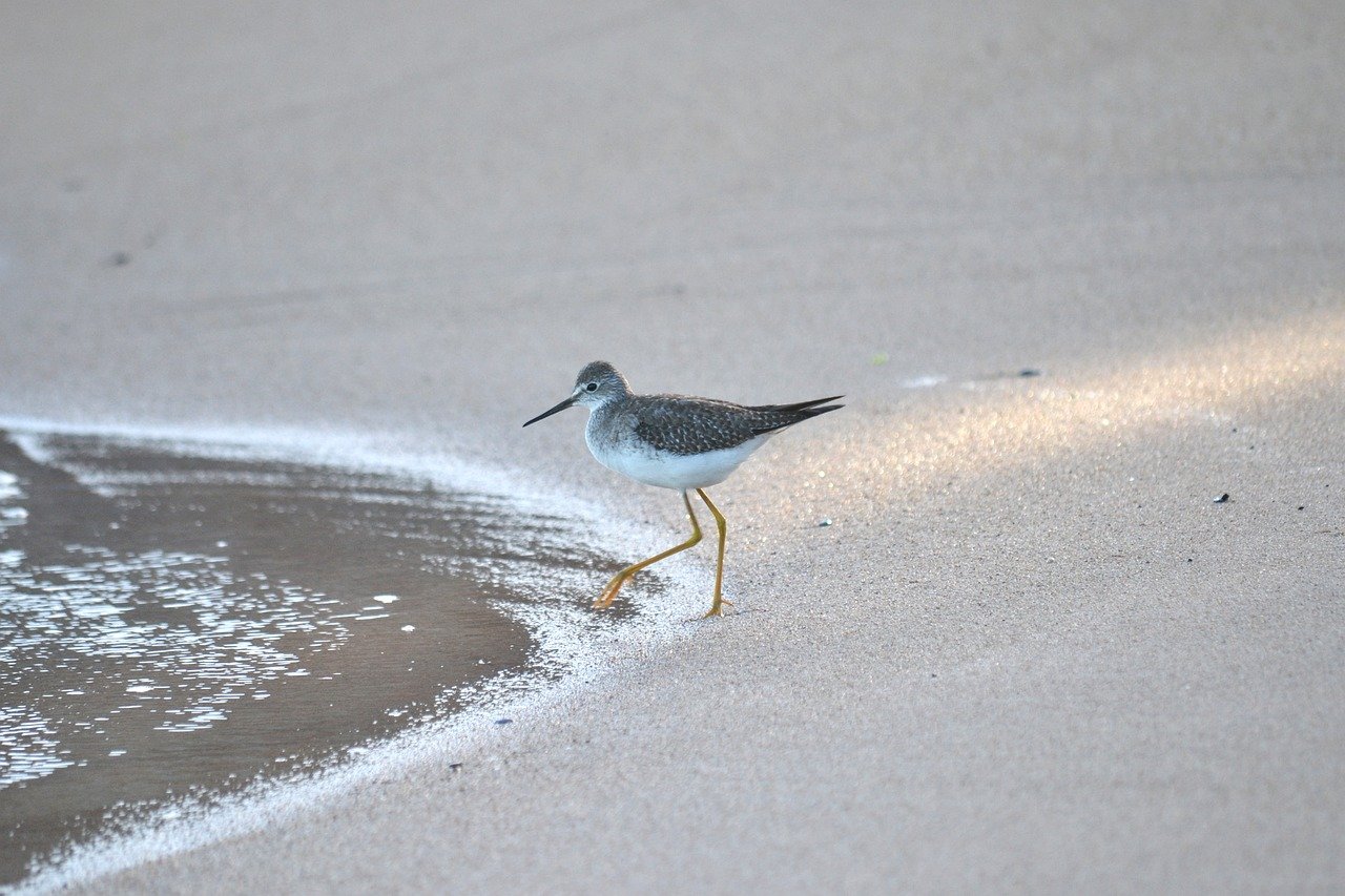 bird feathers beak sand beach 8382118