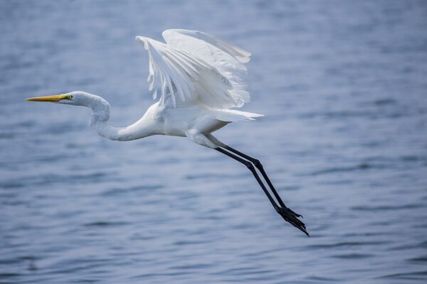 bird great egret ornithology 6965228