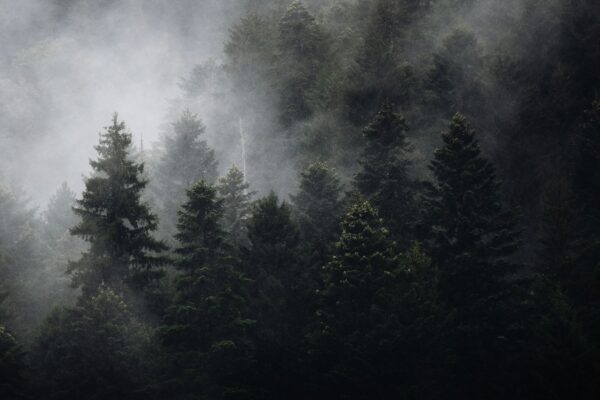 A forest filled with lots of trees covered in fog