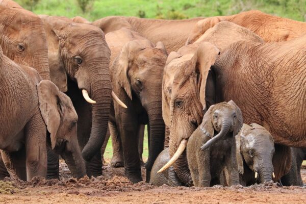 elephant herd watering hole 4736008