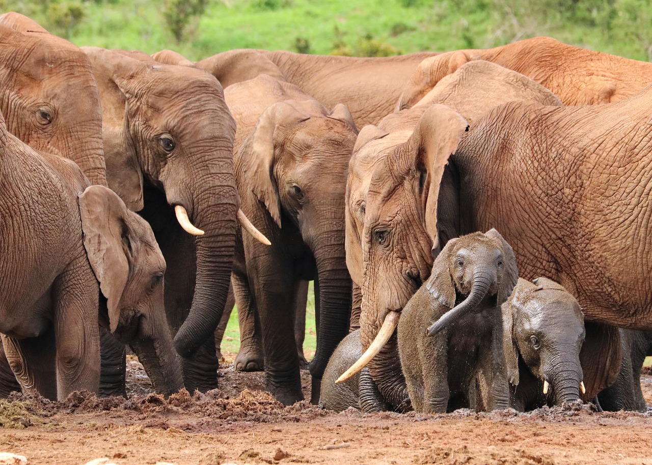 elephant herd watering hole 4736008