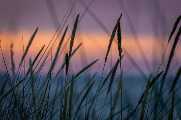 evening atmosphere grass sunset 4315445