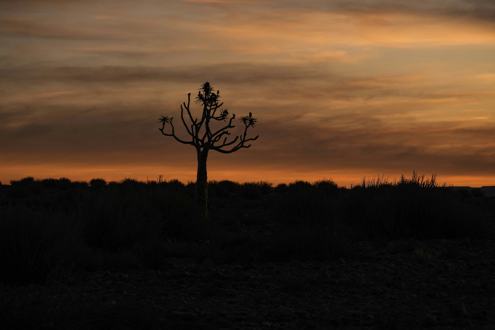 A lone tree in a field with a sunset in the background