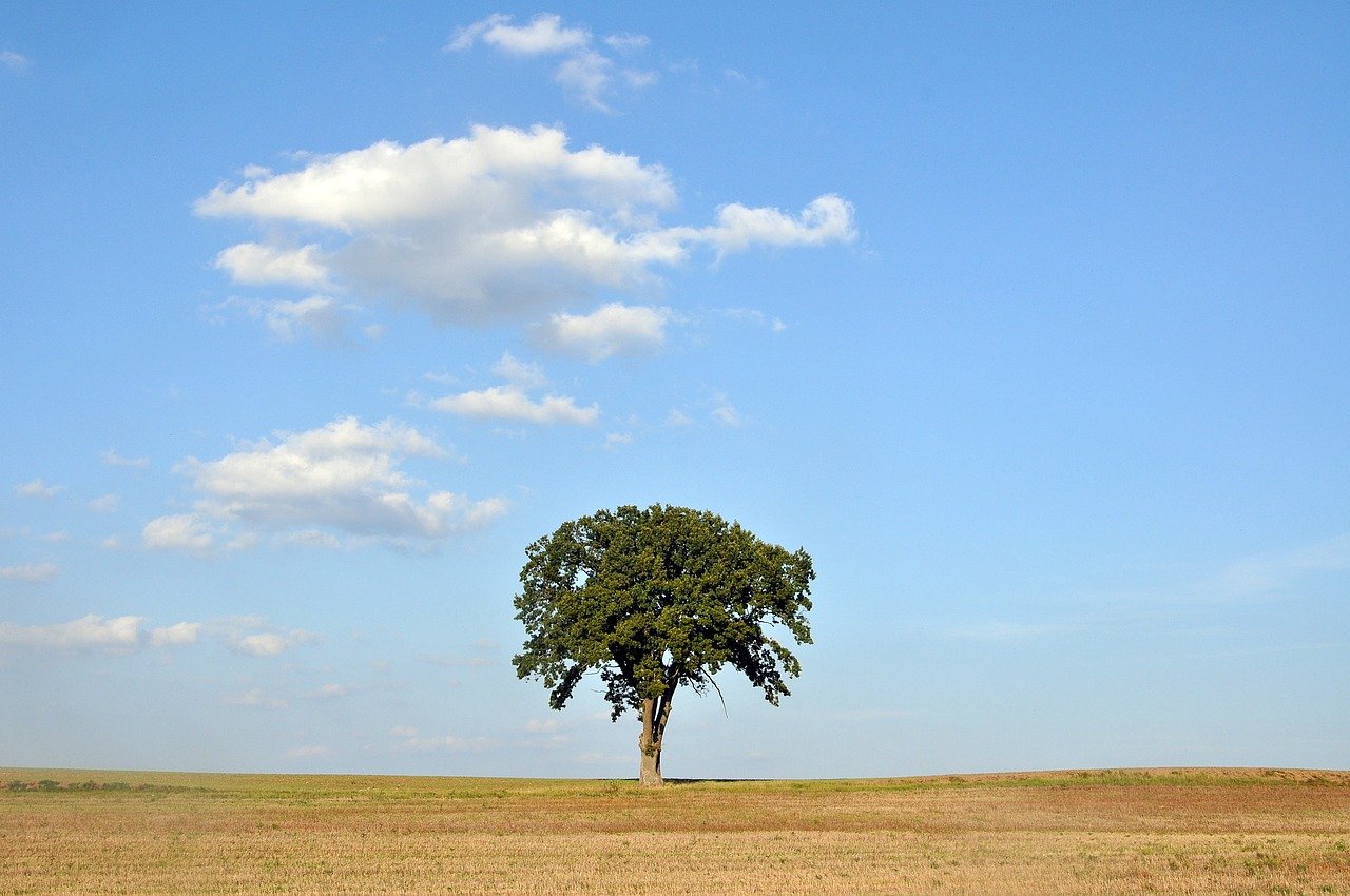 oak tree field sky clouds nature 8280839