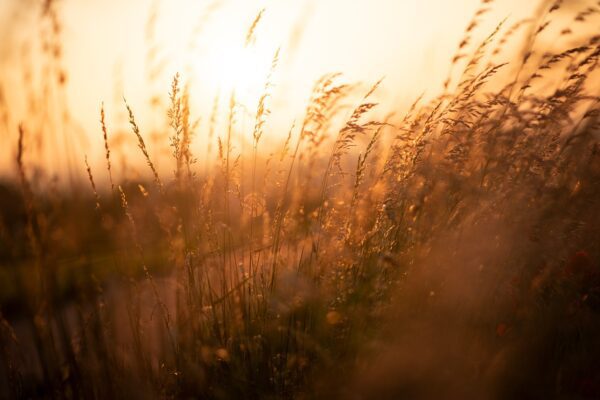 reed field sunset sunrise sunlight 5991717