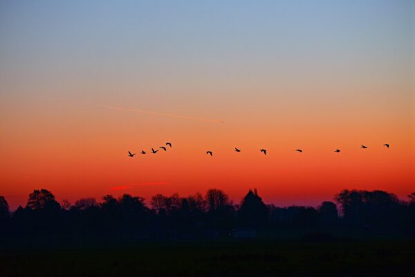 sky birds scenic dusk dawn 3846778