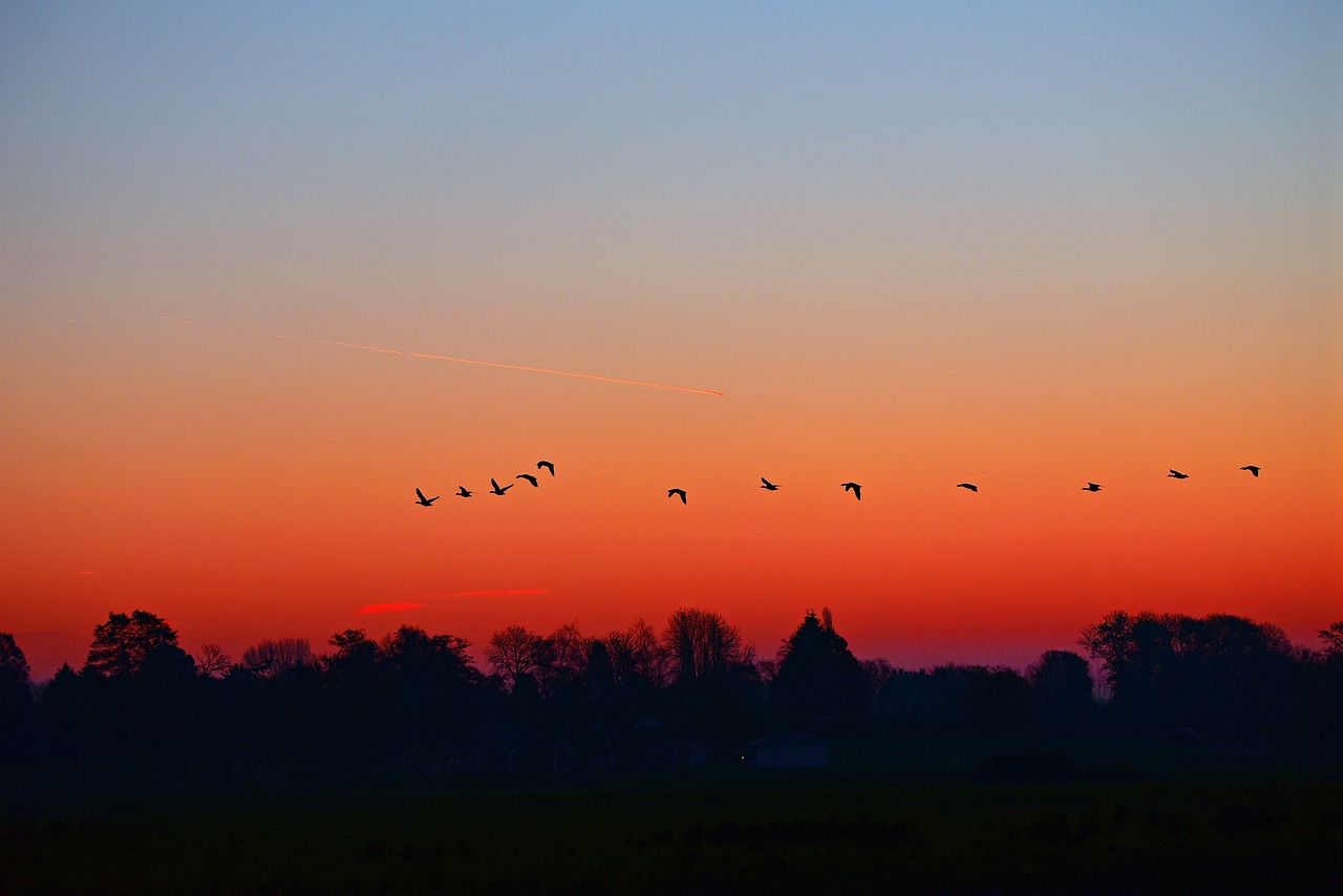 sky birds scenic dusk dawn 3846778