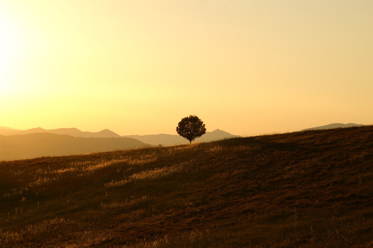 tree meadow sunset sunrise dusk 189852