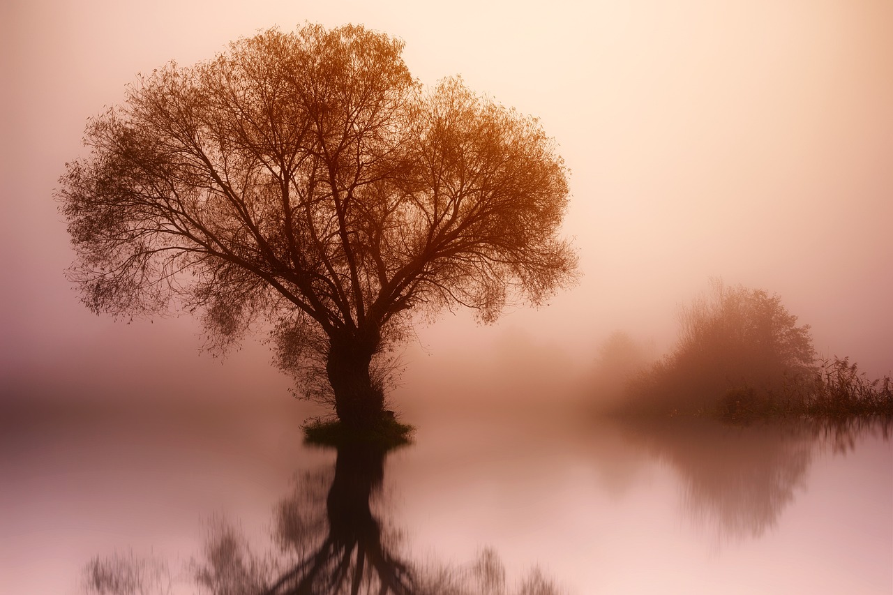 tree nature dawn landscape fog 3091981