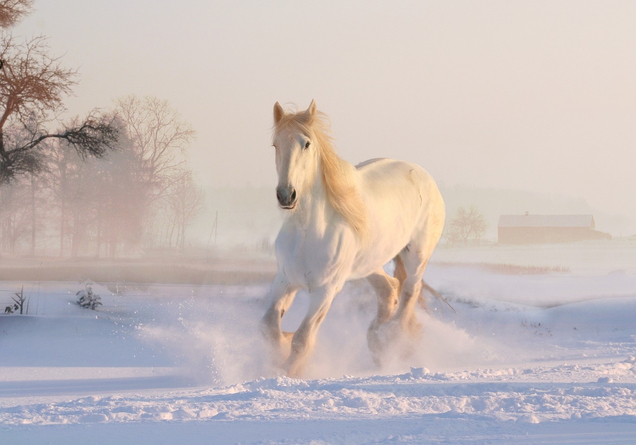 white horse winter snow december 3010129