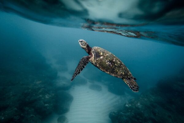 animal turtle aquatic diving 1866808