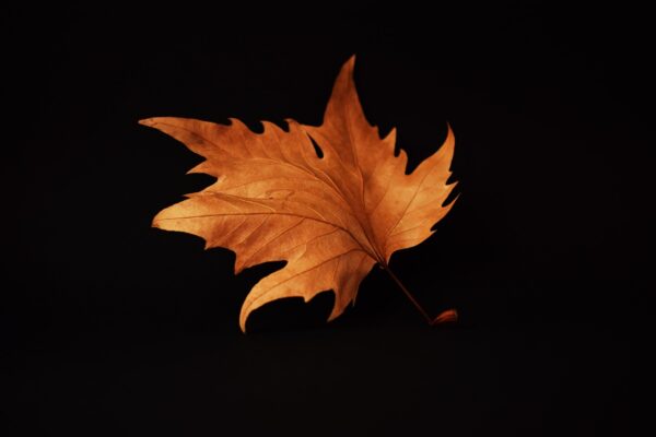 autumn autumn leaf black background 2887556