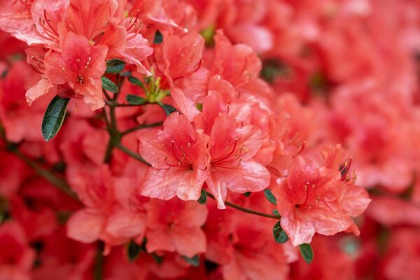 azalea flower bloom bright shrub 3387715