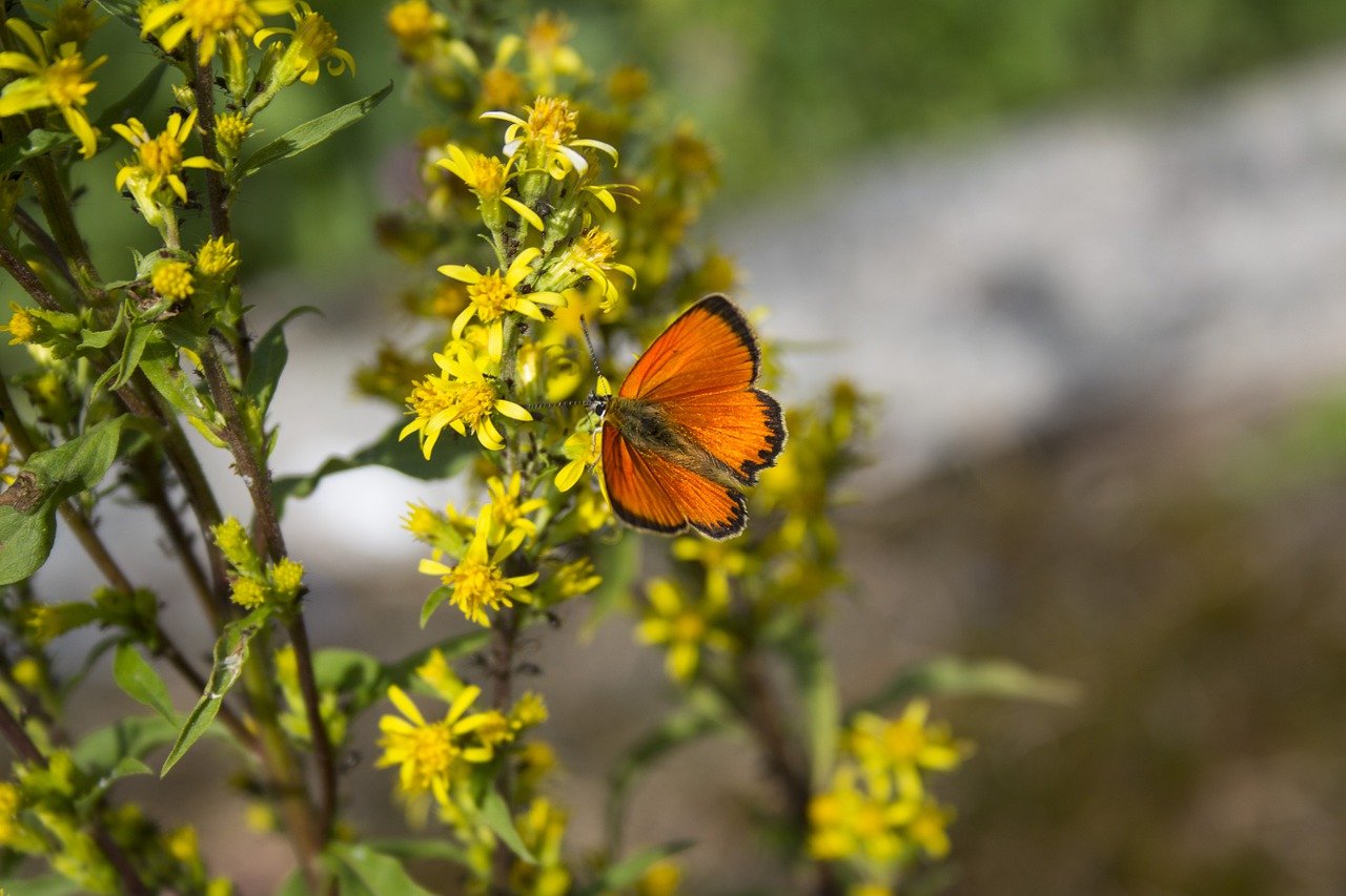 butterfly insect pollination 7868085