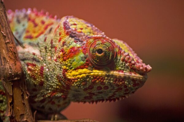 chameleon color bright lizard 4185364