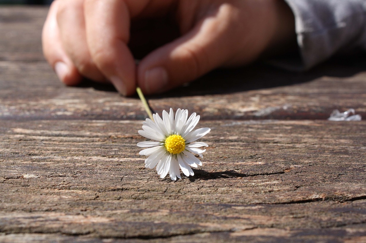 daisy flower hand connectedness 75190