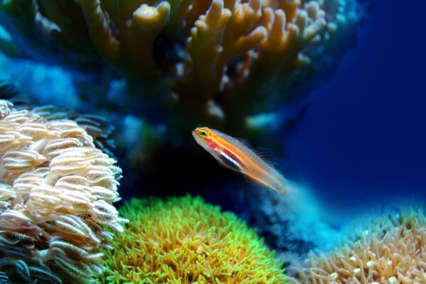 fish coral sea underwater reef 2580208