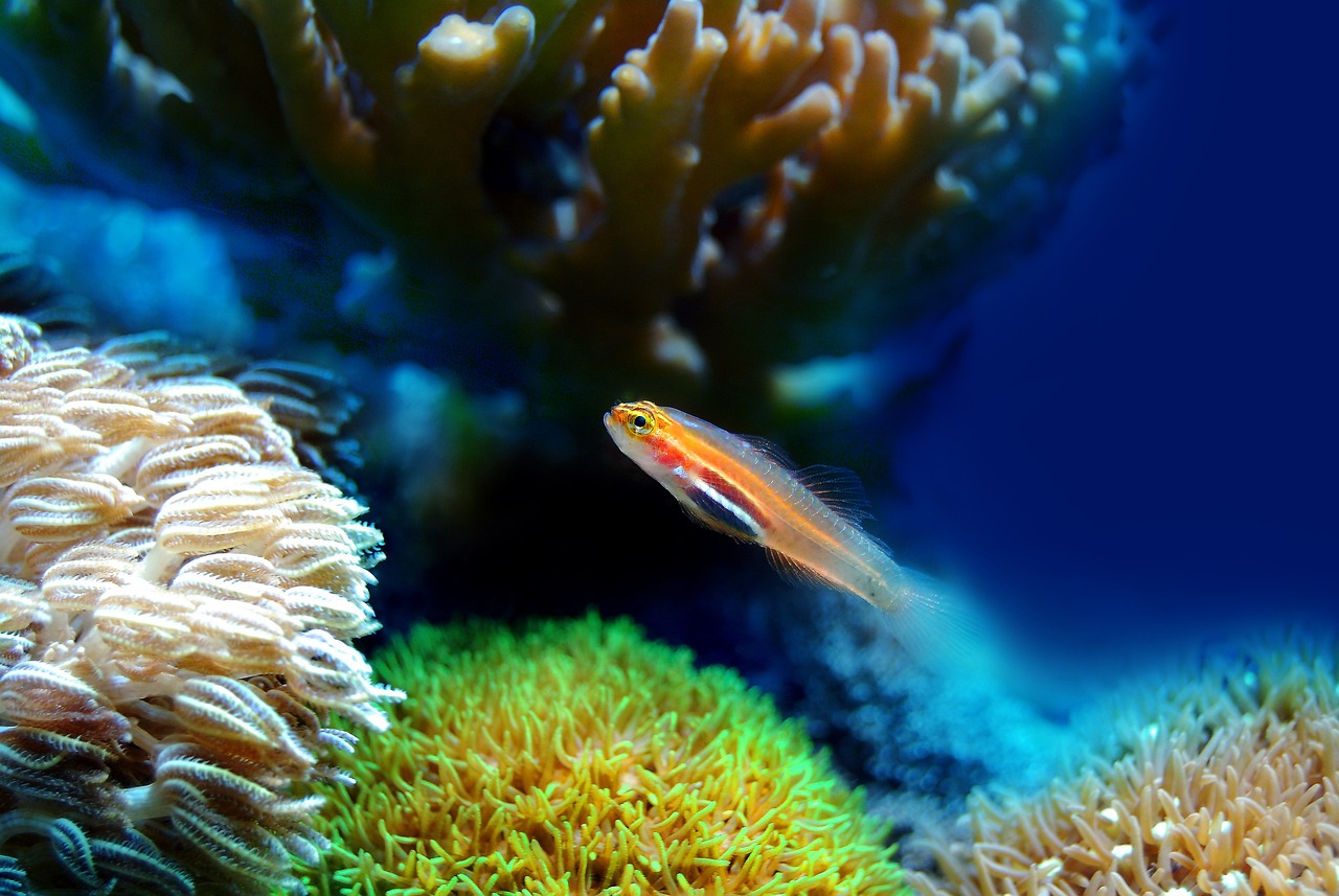 fish coral sea underwater reef 2580208