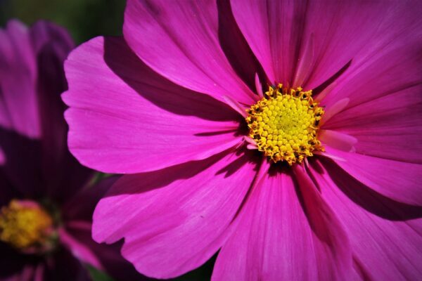 flora cosmea pink floral 4984570