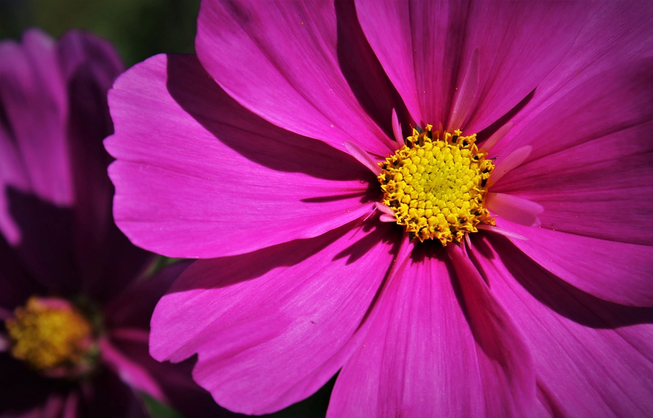 flora cosmea pink floral 4984570