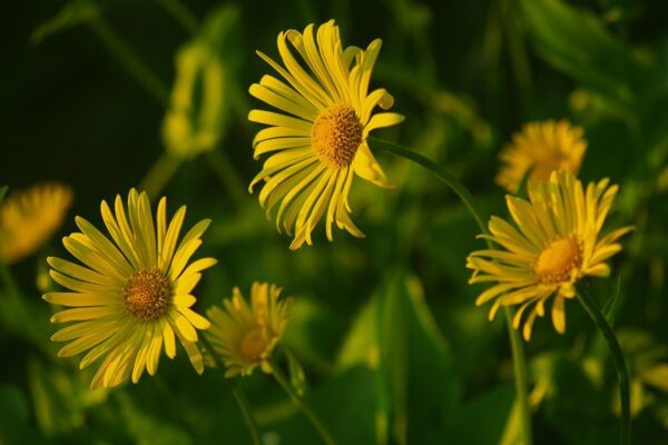 flowers chamomile summer nature 8763039