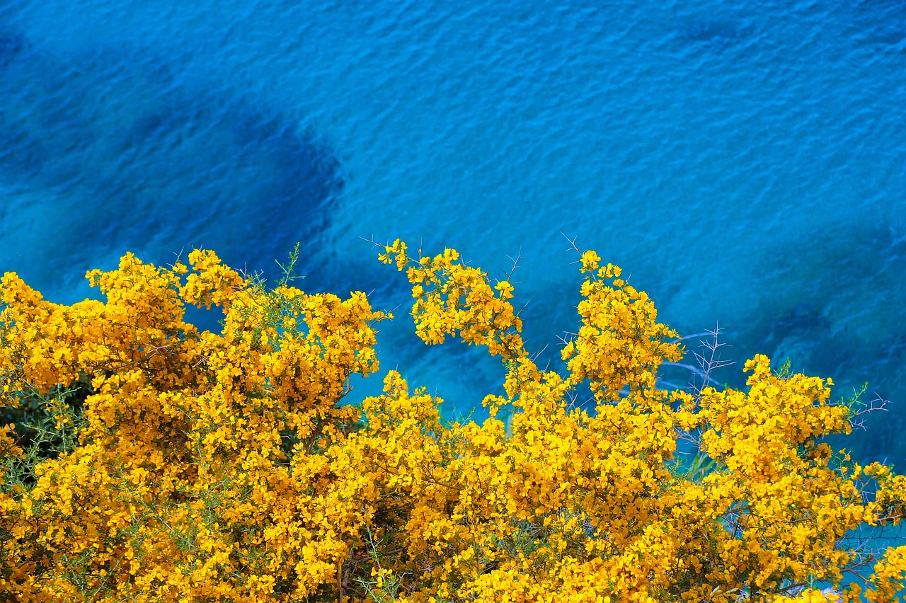 flowers coast sea yellow flowers 6558487