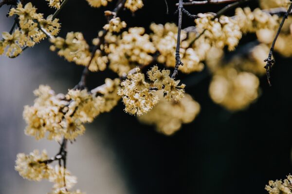 flowers yellow spring 6188414