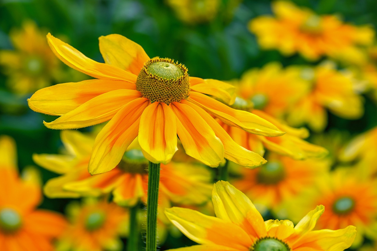 high sun hat rudbeckia nidita flower 3502857