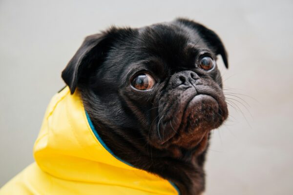 selective focus photo of black pug