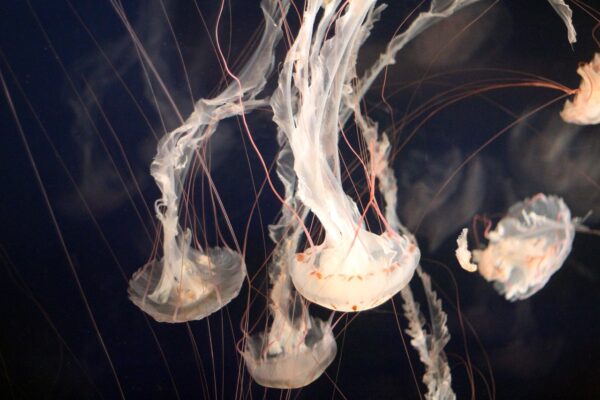 jellyfish marine underwater ocean 1078961