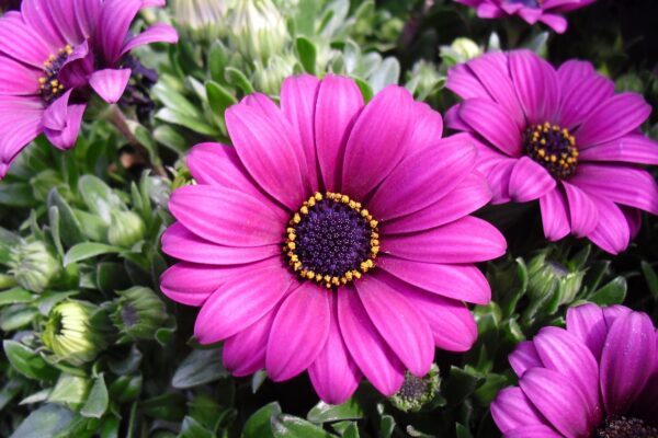 margaret anemone magenta 73439