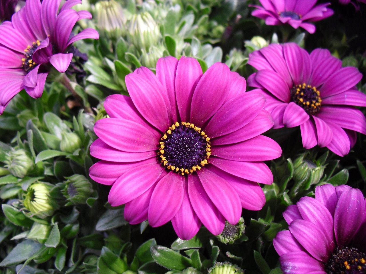 margaret anemone magenta 73439