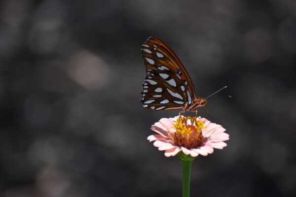 nature flower viceroy pink 7657230