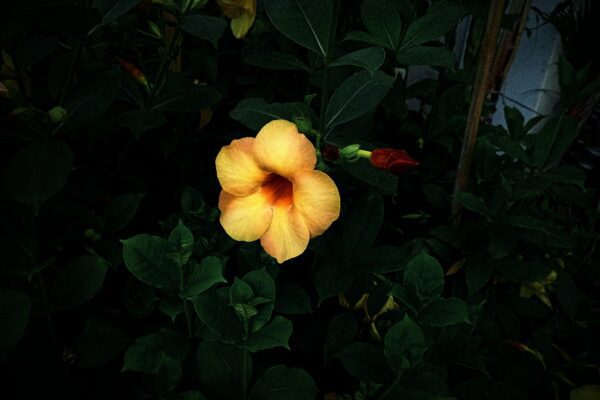 A yellow flower in the middle of some green leaves