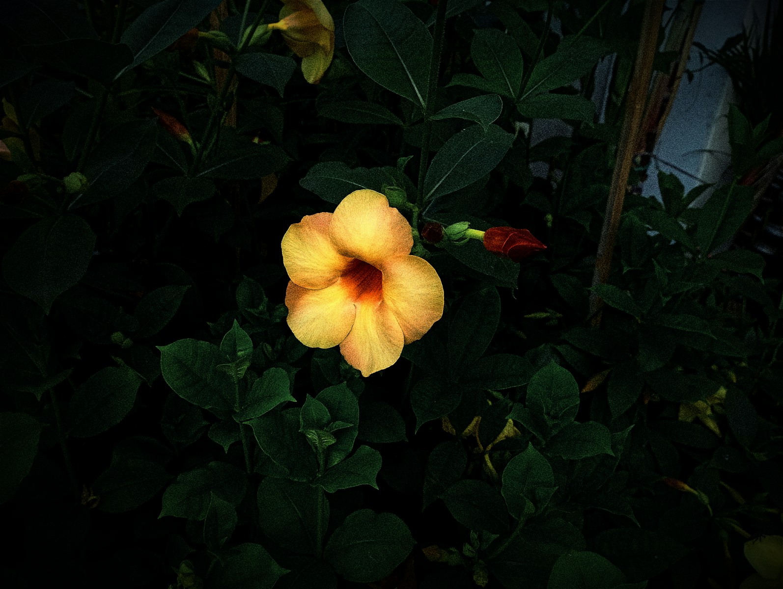 A yellow flower in the middle of some green leaves