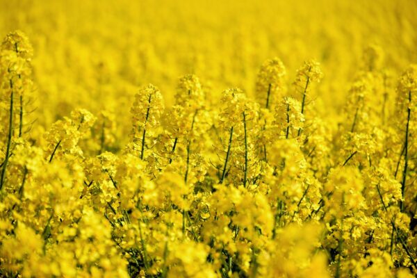 oilseed rape field of rapeseeds 5098369