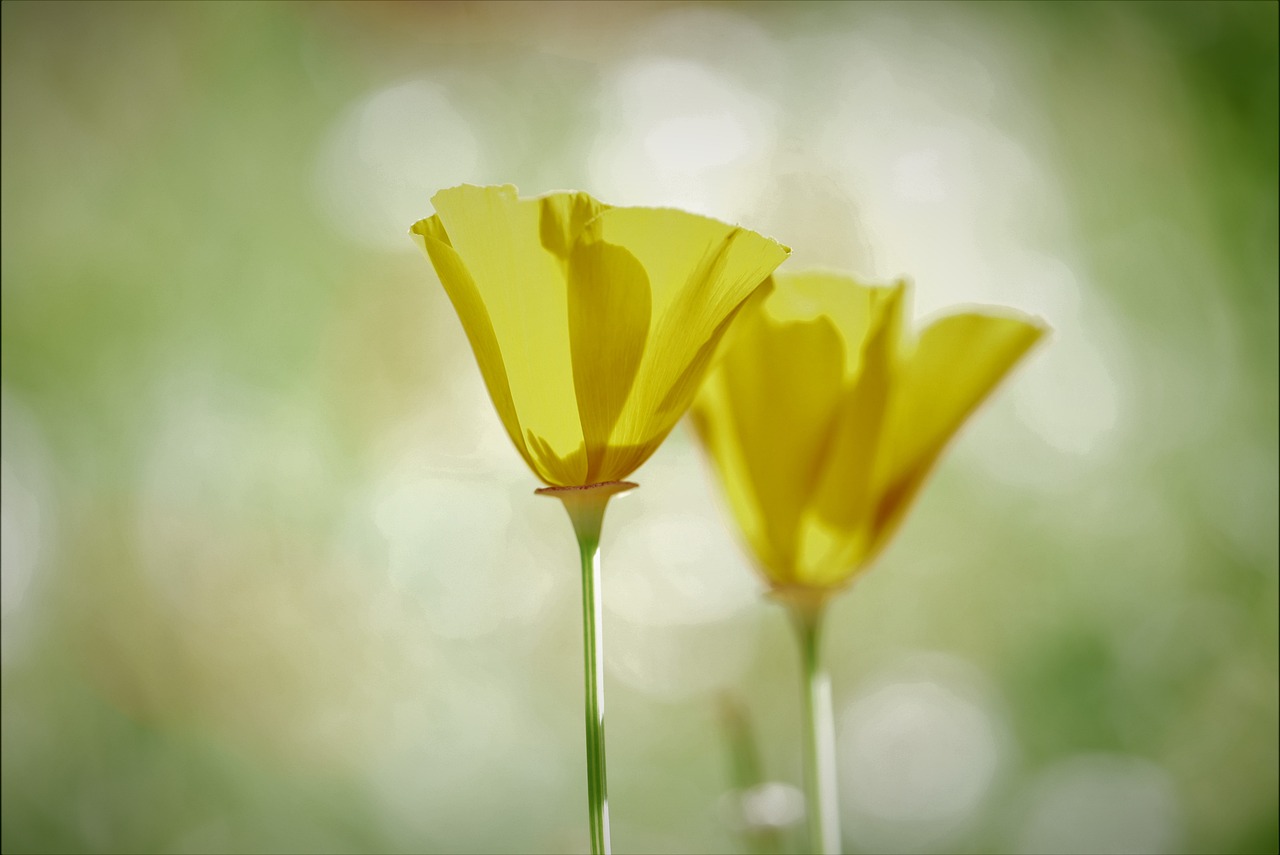 poppy yellow flowers meadow nature 6607526