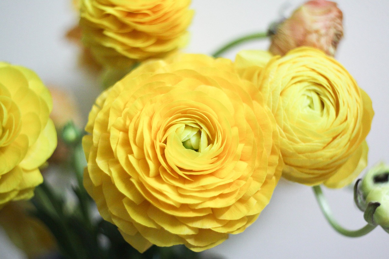 rananculus flowers plant nature 4989694