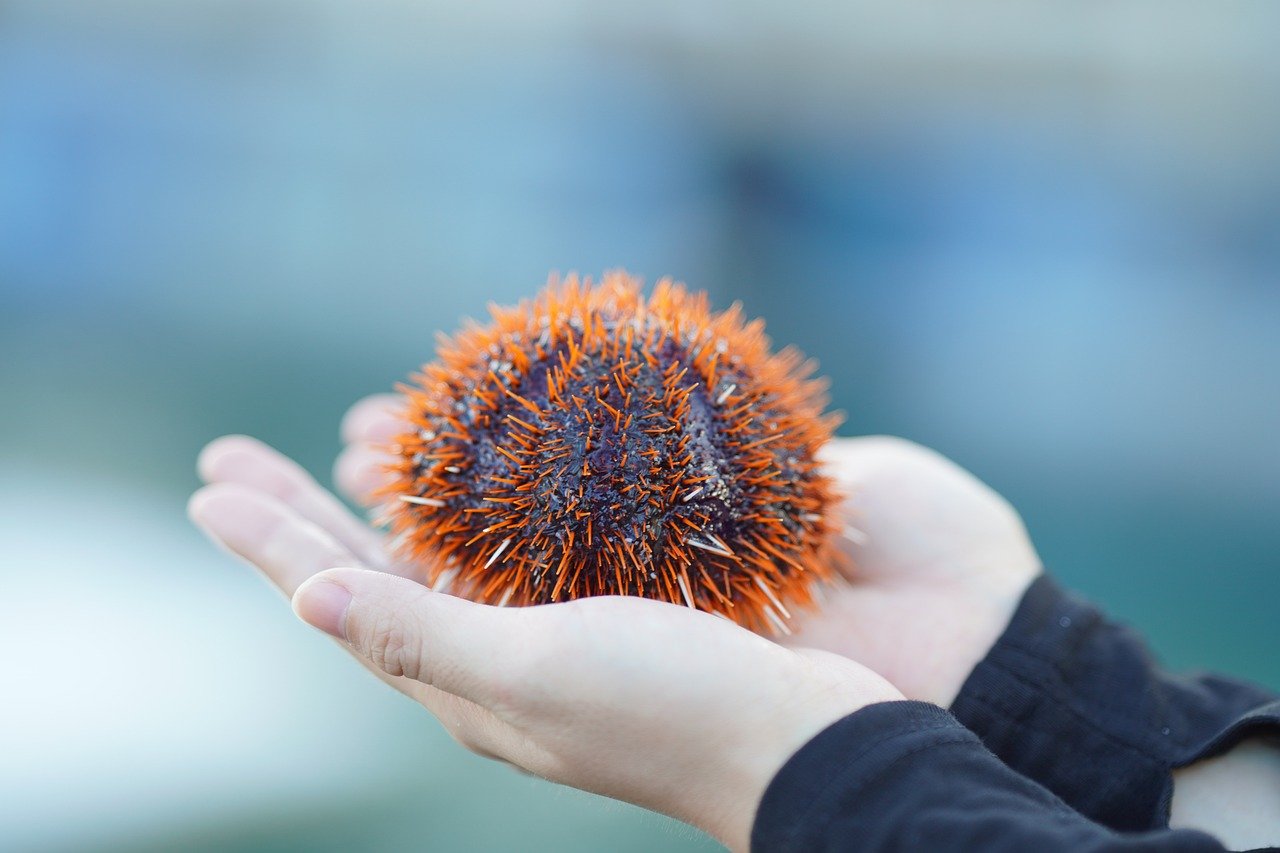 sea urchin sea travel island 8263832