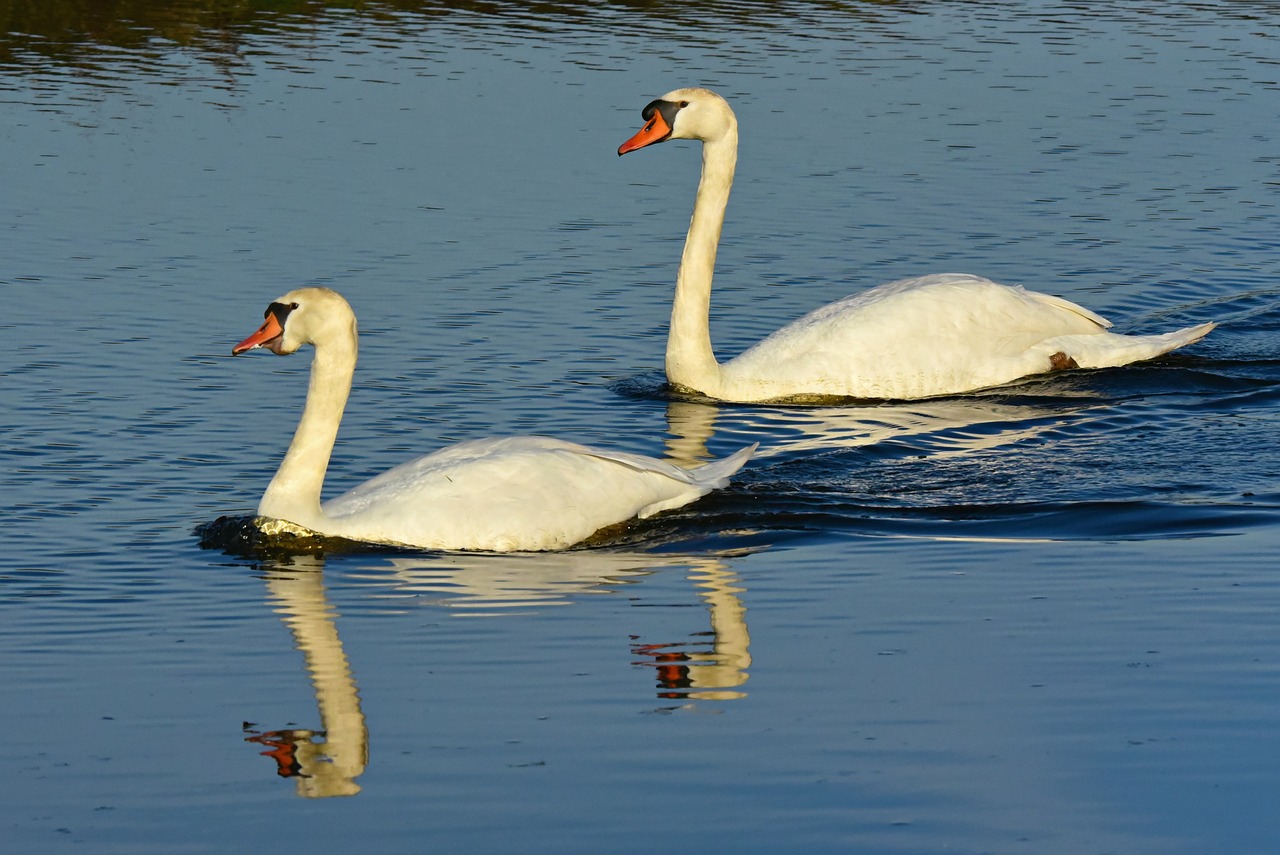 swan water bird animal swimming 4052161